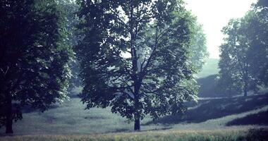 CGI Lush greenery and trees in a serene landscape during early morning light video