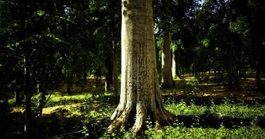 CGI Majestic tree surrounded by vibrant greenery in a sunlit forest video