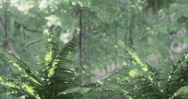 CGI Lush green ferns illuminated by soft sunlight in a tropical forest video