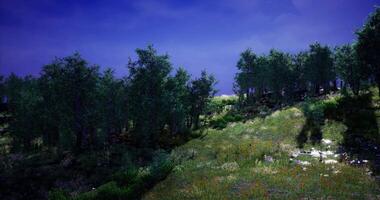 CGI Lush green forest landscape with colorful wildflowers at twilight video