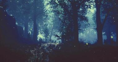CGI Mystical forest illuminated by fireflies during twilight video