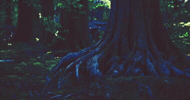 CGI Magnificent tree roots create a mystical atmosphere in a shaded forest video