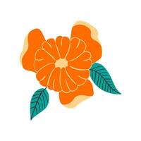 Mandarin or orange with open slices and leaves on white isolated background. Citrus fruit in hand draw style vector
