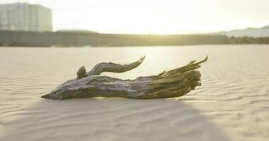 CGI Sunset cast over driftwood resting on golden beach sands video