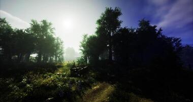 CGI Serene forest path illuminated by morning sunlight in tranquil nature setting video
