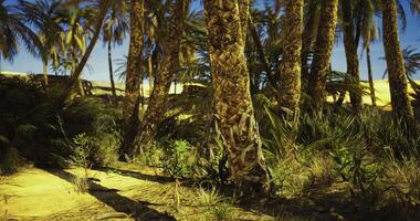 CGI Lush palm trees thrive in a vibrant desert oasis under clear skies video