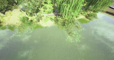 CGI Tranquil lake view with lush greenery and reflections on the water video