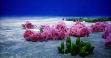 CGI Vibrant underwater coral reef ecosystem with diverse marine flora video
