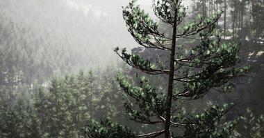 CGI Tall pine tree stands majestically against a misty forest background video