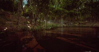 CGI Serene forest pond with lush greenery and sunlight filtering through trees video