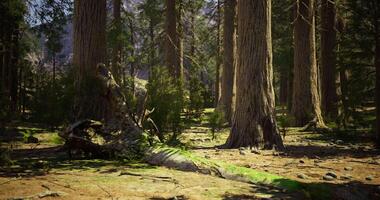 CGI Lush forest with tall trees and fallen log in a serene natural setting video