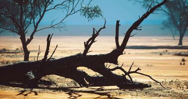 CGI Dry landscape features a fallen tree and distant horizon in sunlight video