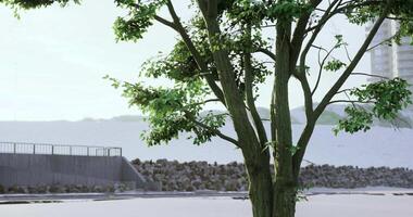 CGI Lush green tree near a beach in a serene urban environment during daylight video
