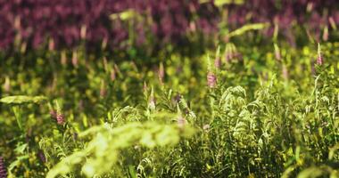 CGI Colorful wildflower field in spring sunlight with vibrant blooms and greenery video