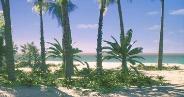CGI Tropical beach setting with palm trees and lush greenery under a blue sky video