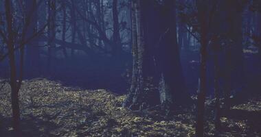 CGI Mysterious forest illuminated by moonlight creates an eerie atmosphere video