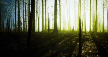 CGI Light filtering through trees in a burned forest at twilight hour video