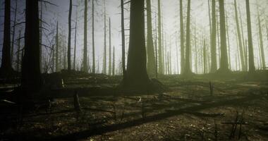 CGI Forest landscape with burnt trees and sunlight filtering through mist video