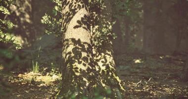 CGI Sunlight casting shadows on a tree trunk in a serene forest setting video
