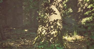 CGI Shadows dance on a tree trunk in a serene forest during golden hour video