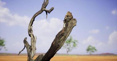 CGI Dry tree branch stands against a clear blue sky in a vast landscape video