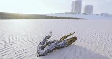 CGI Driftwood sits on sandy beach with buildings in background during sunset video