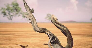 CGI Unique twisted tree trunk in arid landscape under blue sky video