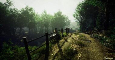 CGI Lush forest trail with dense trees and misty atmosphere during daylight video