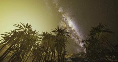 CGI Majestic night sky over palm trees illuminated by soft glow video
