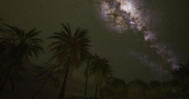 CGI Starry night over palm trees in a desert location video