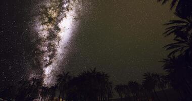 CGI Starlit night sky with palm trees under the Milky Way in a serene setting video