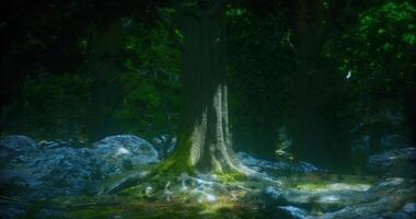 CGI Majestic tree stands tall in a serene forest surrounded by mossy rocks video