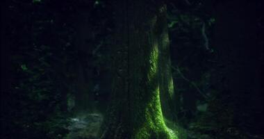 CGI Light filtering through trees highlights mossy trunk in a dense forest video