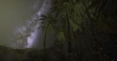 CGI Nighttime landscape with palm trees under a starry sky in a tranquil setting video