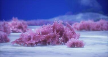 CGI Colorful underwater coral reef displaying vibrant pink hues in clear waters video