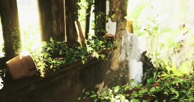 CGI Overgrown vines surround an abandoned building in bright sunlight video