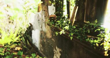 CGI Shelves with lush green vines illuminated by sunlight in a rustic setting video
