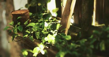 CGI Lush green vines flourish on wooden railings in a serene garden setting video