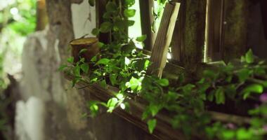 CGI Lush green vines cascading over wooden windowsill in a bright setting video