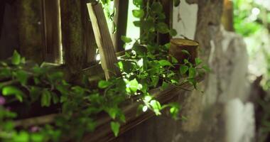 CGI Lush green vines entwine a rustic windowsill in soft sunlight video