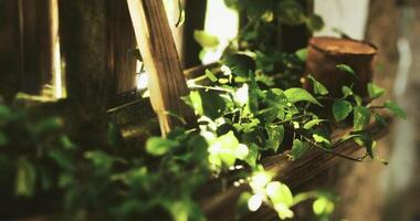 CGI Sunlight filtering through leaves on a wooden surface in a natural setting video