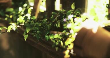 CGI Lush green vines cascade over a rustic window ledge at a serene location video