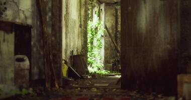 CGI Overgrown corridor in abandoned building showcasing natures reclamation video