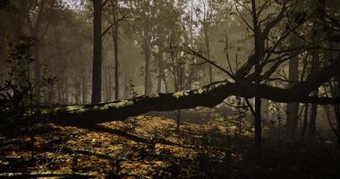 CGI Fallen tree creates natural pathway in misty forest during early morning video