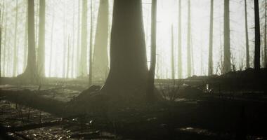 CGI Mysterious forest landscape with tall trees and soft light at dusk video