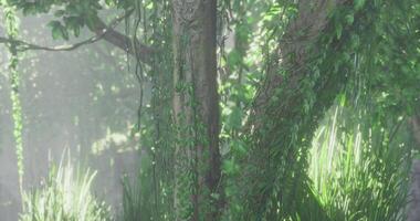 CGI Lush greenery enveloping a tree in a serene forest during daytime video