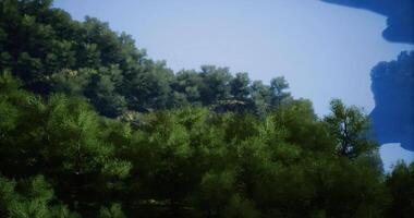 CGI Lush green forest with blue sky in sunny weather in the daytime video