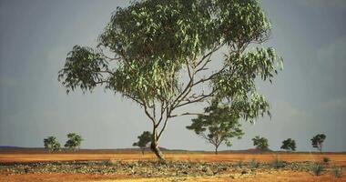 CGI Eucalyptus trees stand tall in a vast Australian outback landscape video