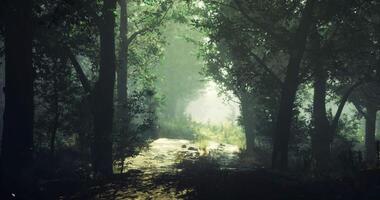cgi upptäcka en lugn skog väg upplyst förbi brokig solljus i vår video
