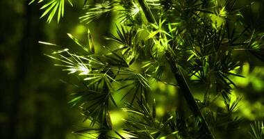 CGI Lush green bamboo leaves illuminated by sunlight in serene forest setting video
